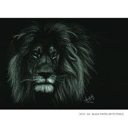 Portrait of a Lion- Black paper A4 / White color pencil