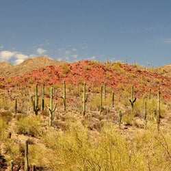 Saguaro PArk West