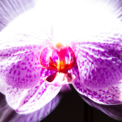 Orchideenexperiment mit Licht