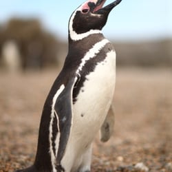 Magellan-Pinguin in der Otway Bay