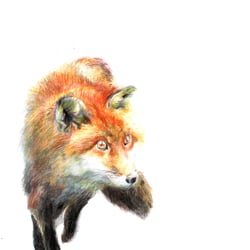 Fuchs