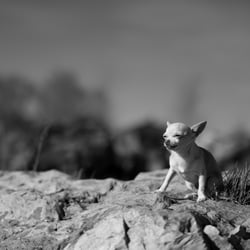Hundeportraits