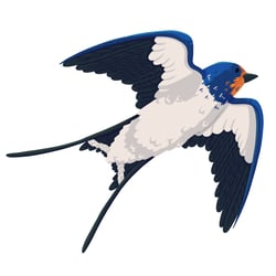 swallow