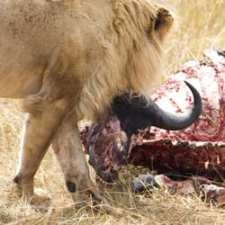 masaai mara111