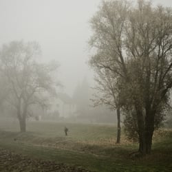 Baum und Nebel II