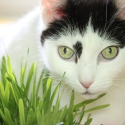 Bastet the Cat 2012 Teil 04