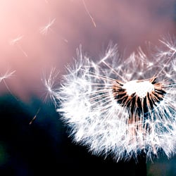 https://www.textfreu.de/pusteblumengedanken/