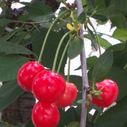 Kirschbaum 23