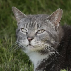 Cat 2014 Foto Übung