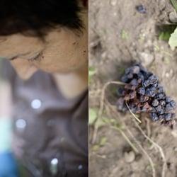 Uvas 02