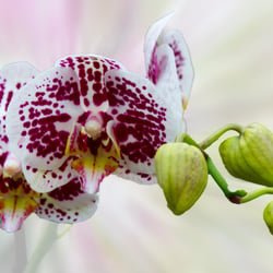 Orchideen