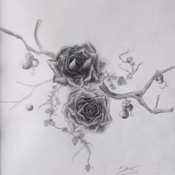 Drawed Roses