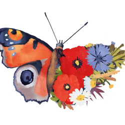 biodiversität // illustration für das alnatura magazin i.A. usus.kommunikation