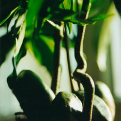 green nuts