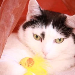 Bastet the Cat 2012 Teil 02