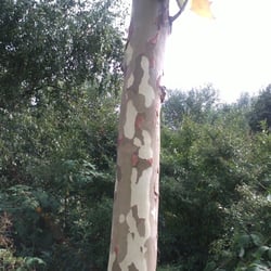 Natur 2012 Bäume