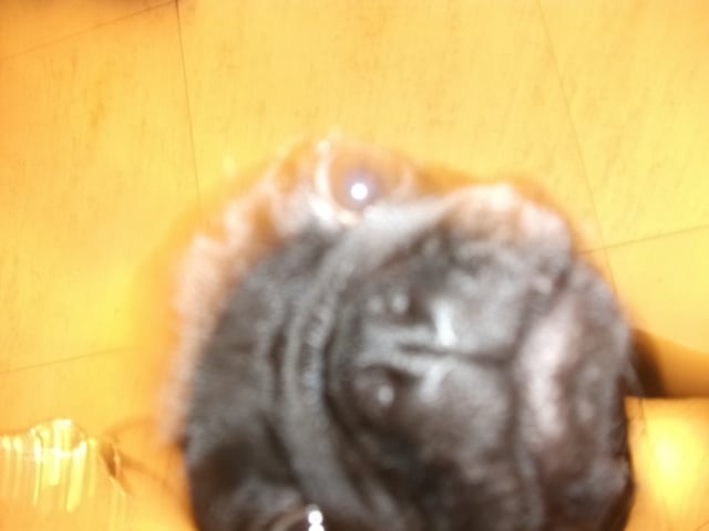 MOPPSEN!