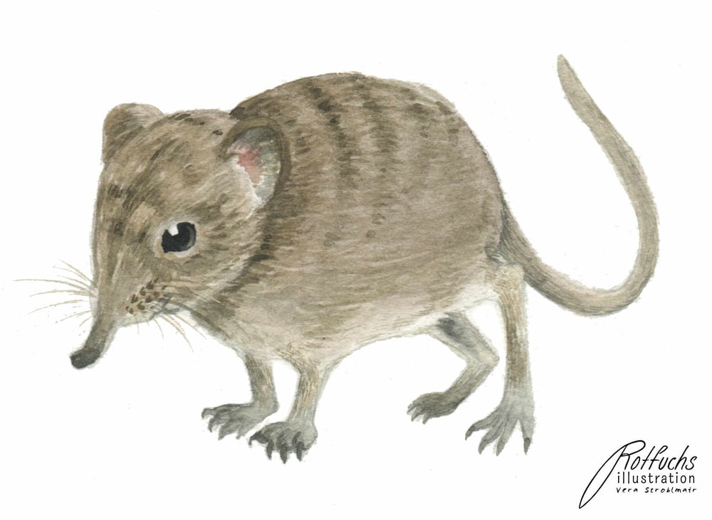 Tierillu 1
