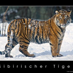Sibirischer Tiger