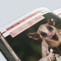 Buchgestaltung