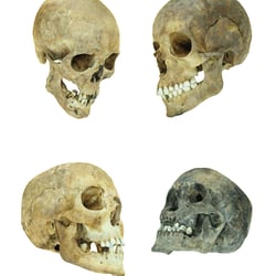 pht 6
