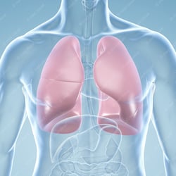 Lungen – anatomische illustration