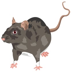 Ratte Zeichenfläche 1