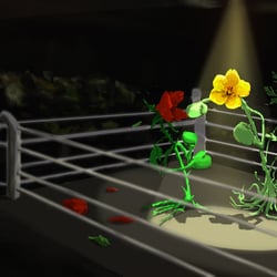 Boxin flowers- Lady of thornes vs. Buttercup