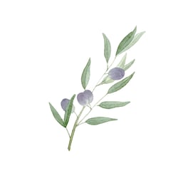 Olivenzweig Aquarell für Hochzeit Einladungskarten