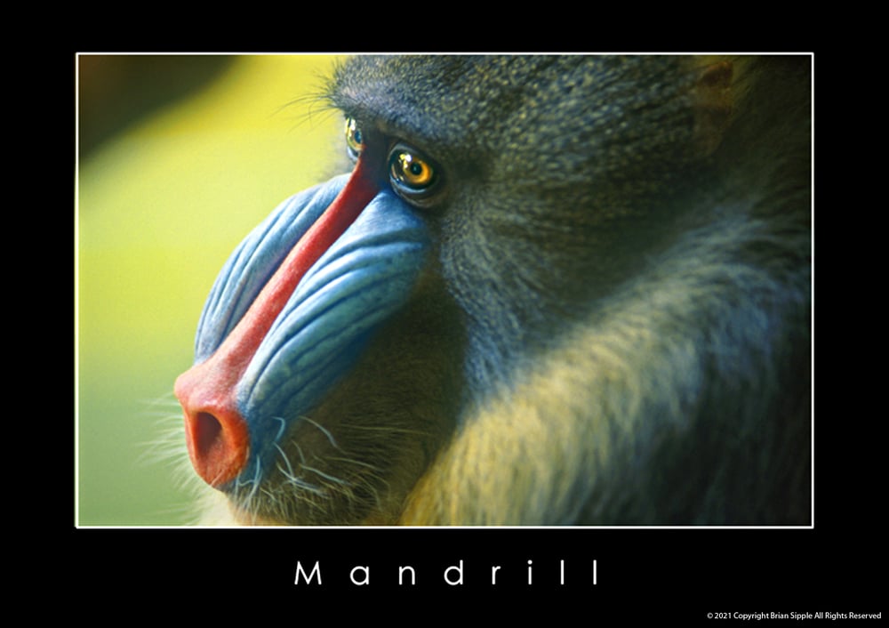 Mandrill