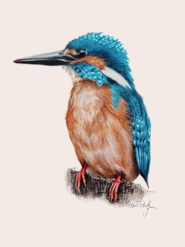 Eisvogel