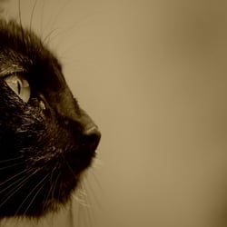 7260 Katze