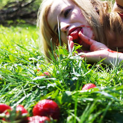 strawberryland