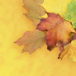 Herbstliches Briefpapier