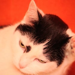 Bastet the Cat 2012 Teil 02
