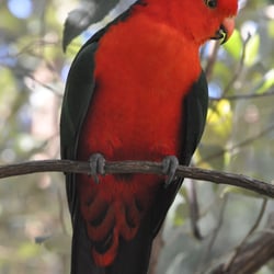 KING PARROT | SHERBROOKE FOREST VIC | AUSTRALIEN