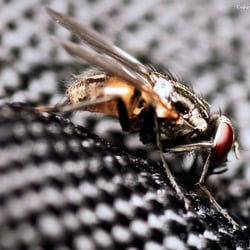 Fly