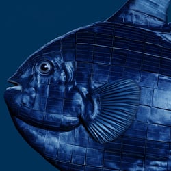 Solar fish Illustration
