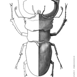 Lucanus Cervus