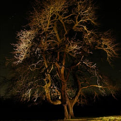baum+orion