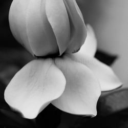 Blüte S/W