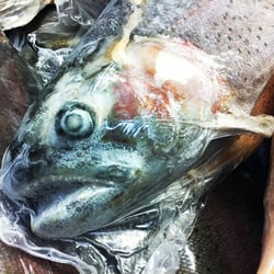 Fisch tiefgefroren
