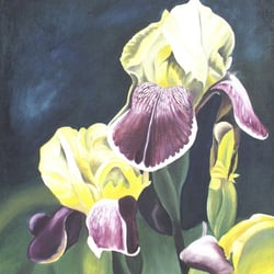 Schwertlilien 7, Öl a. Lw., 60×50 cm, 2005