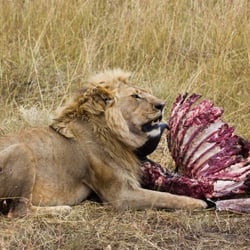masaai mara95