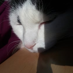 Bastet the Cat 2012 No. 15
