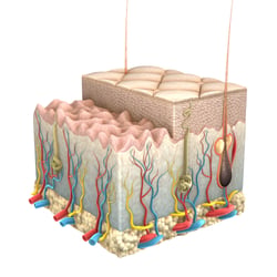 Epidermis