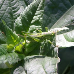 Grüner Grashüpfer