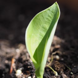 Green leaf