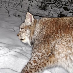 Luchs