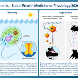 Infografik zum Nobelpreis für Medizin 2026